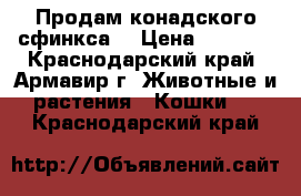 Продам конадского сфинкса  › Цена ­ 5 000 - Краснодарский край, Армавир г. Животные и растения » Кошки   . Краснодарский край